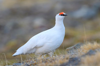 Svalbard rock ptarmigan