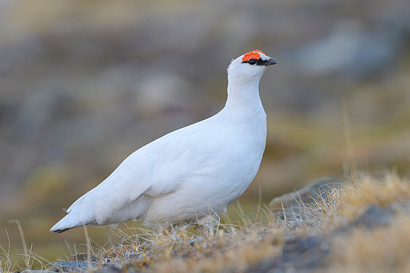 Svalbard rock ptarmigan