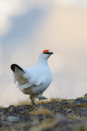 Svalbard rock ptarmigan