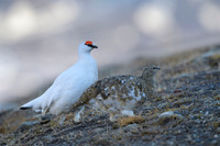 Svalbard rock ptarmigan