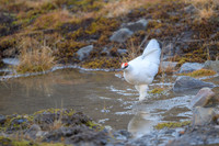 Svalbard rock ptarmigan