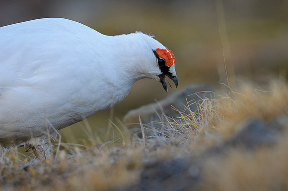Svalbard rock ptarmigan