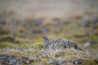 Svalbard rock ptarmigan