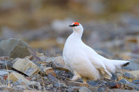 Svalbard rock ptarmigan