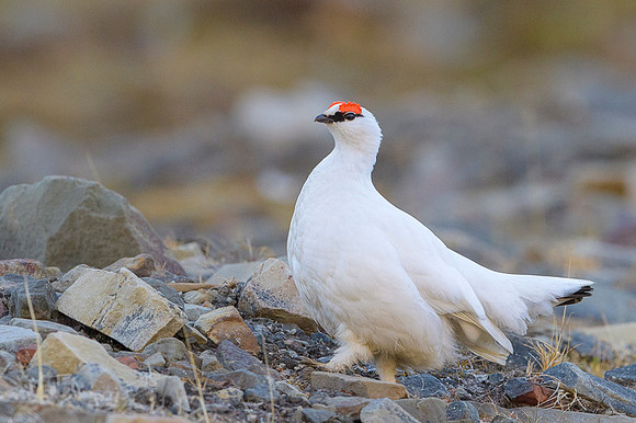 Svalbard rock ptarmigan