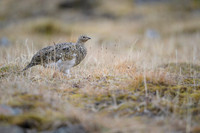 Svalbard rock ptarmigan
