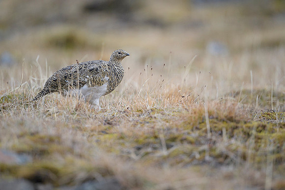 Svalbard rock ptarmigan