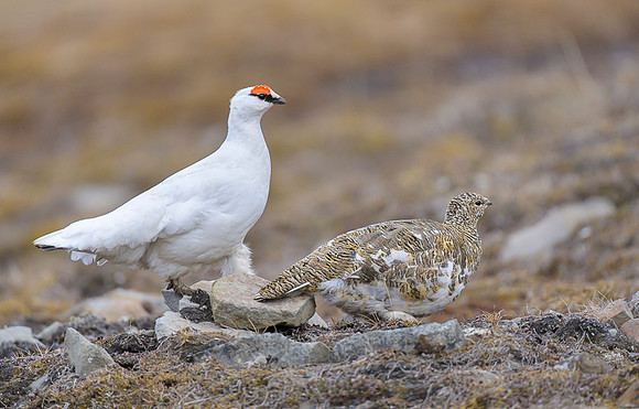 Svalbard rock ptarmigan