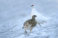 Svalbard rock ptarmigan