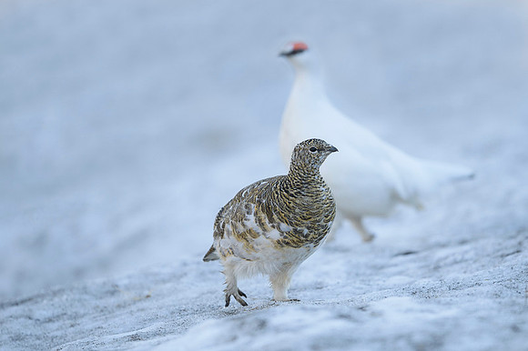 Svalbard rock ptarmigan