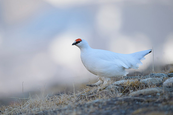 Svalbard rock ptarmigan