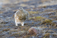 Svalbard rock ptarmigan