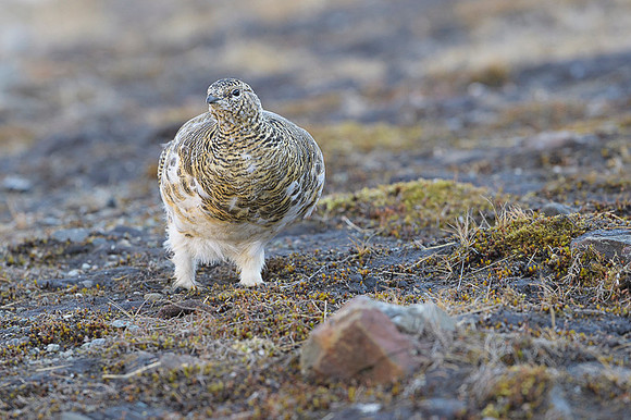 Svalbard rock ptarmigan