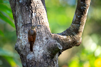 Spotted Woodcreaper