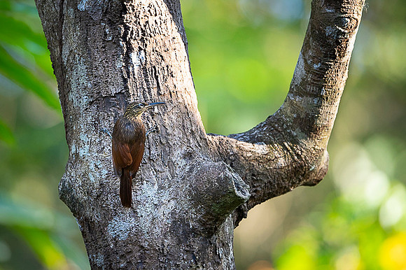 Spotted Woodcreaper