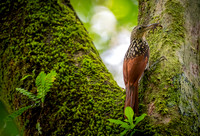 Spotted Woodcreaper