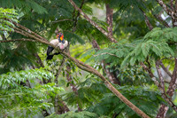 King Vulture
