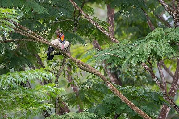 King Vulture