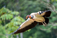 King Vulture