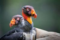 King Vulture