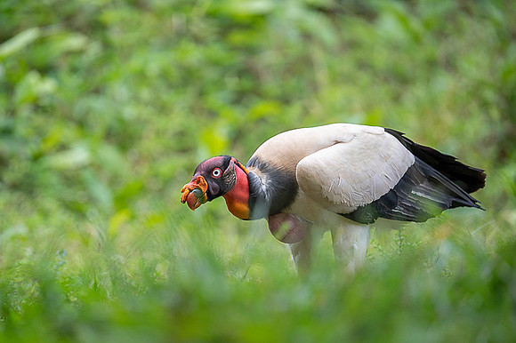King Vulture