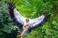 King Vulture