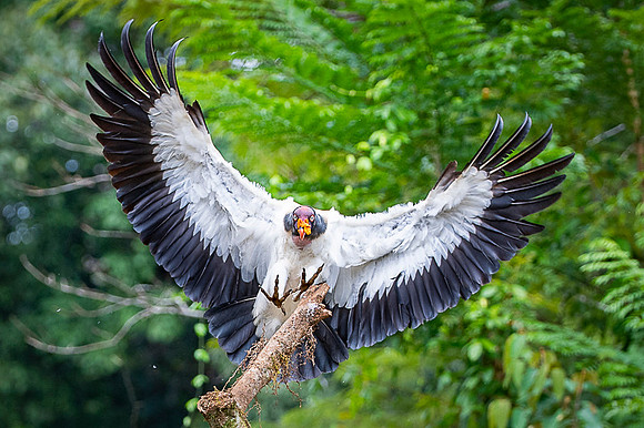 King Vulture