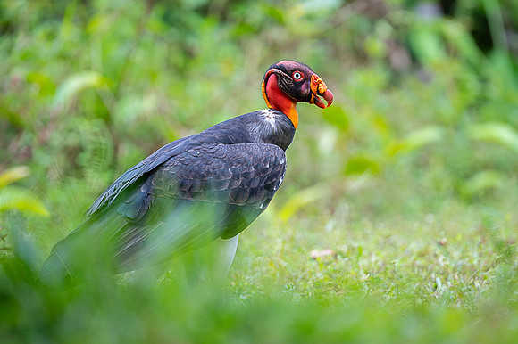 King Vulture