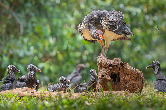 King Vulture
