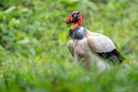 King Vulture