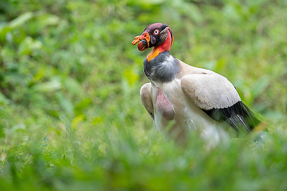 King Vulture