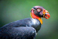 King Vulture