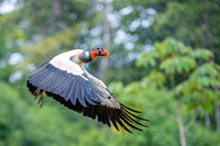 King Vulture