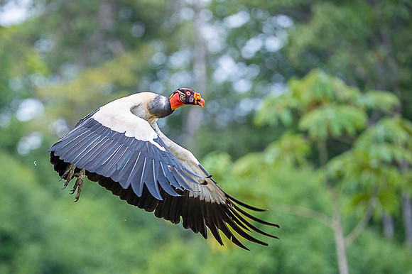 King Vulture
