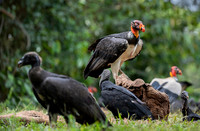 King Vulture