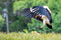 King Vulture