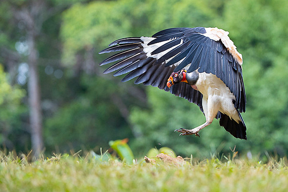 King Vulture