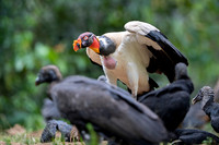 King Vulture