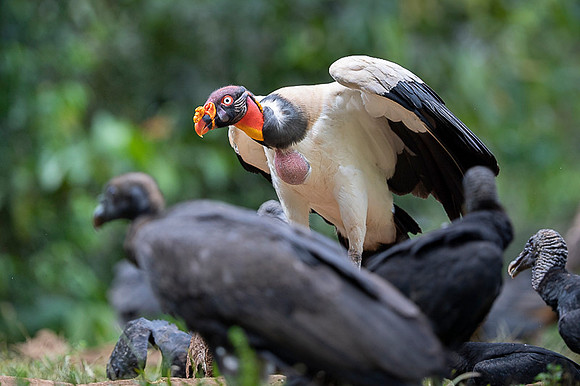 King Vulture