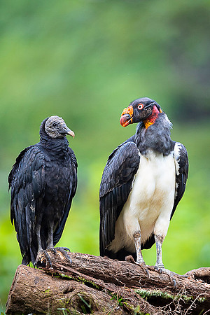 King Vulture