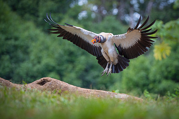 King Vulture