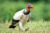 King Vulture