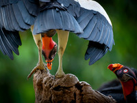King Vulture