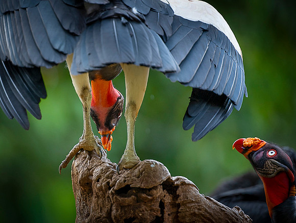 King Vulture