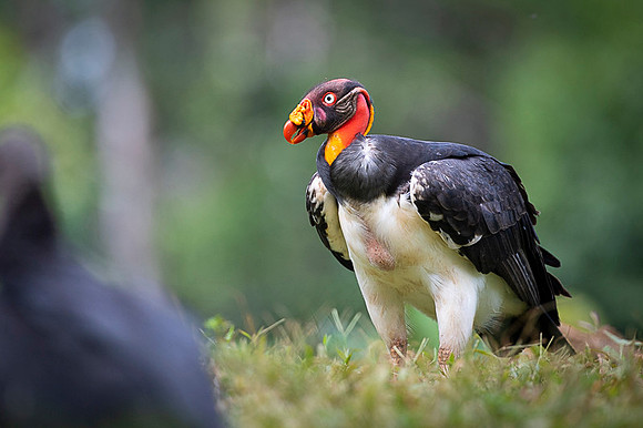 King Vulture