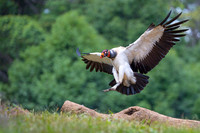 King Vulture
