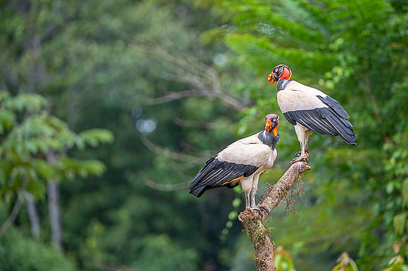 King Vulture