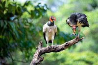 King Vulture