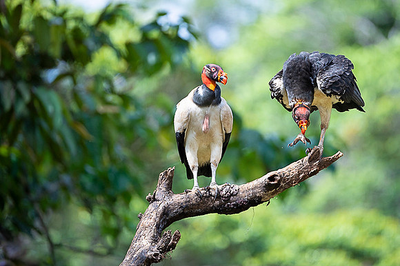 King Vulture