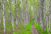 South Alaska